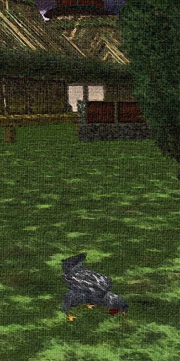 Chicken (Town Network Painting) Live.jpg