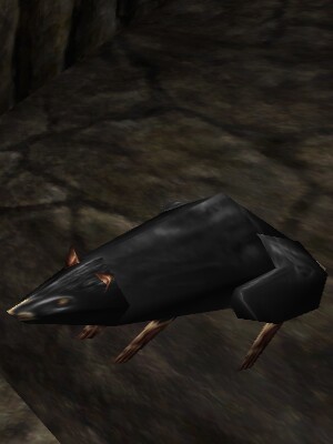 Mountain Rat Live.jpg
