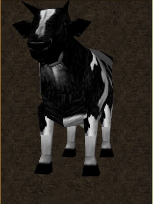 Mini Cow Live.jpg