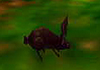 Img rabbit.jpg