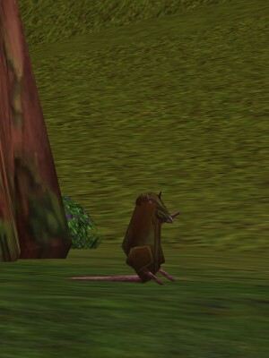 Tan Rat Live.jpg