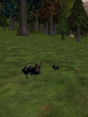 Black Bunny Live.jpg