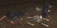Img rat.jpg