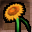 Big Sunflower Icon.png