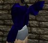 Dusky Winged Coat Colban Live.jpg