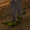 Ruddy Winged Boots Berimphur Live.jpg