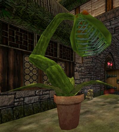Fertilized Fly Trap Live.jpg